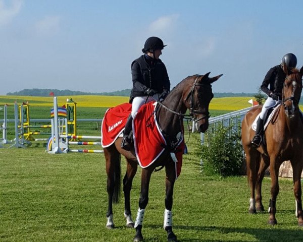 Springpferd Cat Sherry (Deutsches Sportpferd, 2013, von Con Sherry)