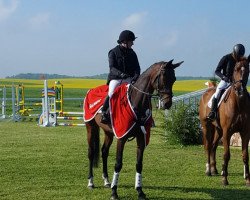 Springpferd Cat Sherry (Deutsches Sportpferd, 2013, von Con Sherry)