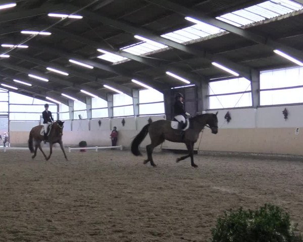 Reitturnier Datteln 2017