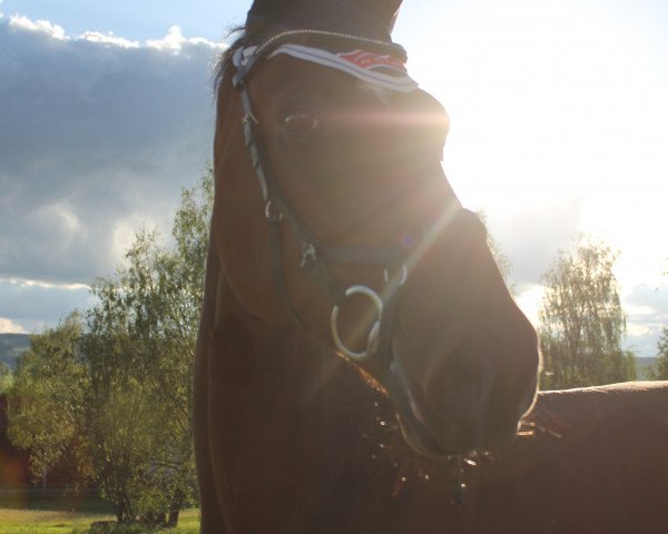 Dressurpferd Gran Gusto (Mecklenburger, 2007, von Grabenstern I)