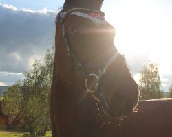 dressage horse Gran Gusto (Mecklenburg, 2007, from Grabenstern I)