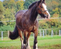 Pferd Grisou (Tinker / Irish Cob / Gypsy Vanner, 2011)