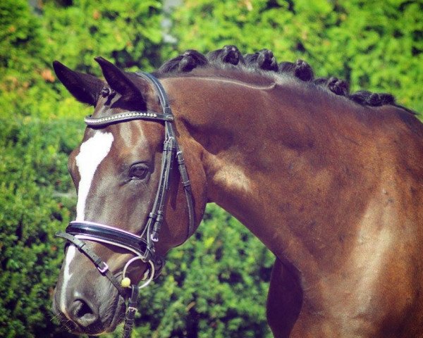dressage horse Silenzio (Oldenburg, 2010, from Sir Donnerhall I) dressage horse Silenzio (Oldenburg, 2010, from Sir Donnerhall I)