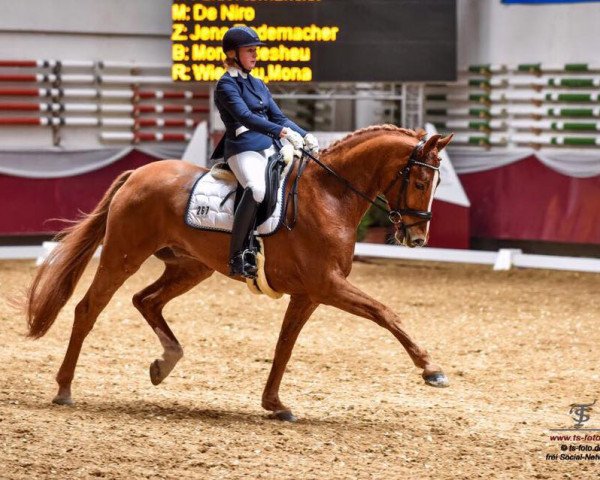 dressage horse Fürst Rudolf (Hanoverian, 2010, from Fürst Romancier) dressage horse Fürst Rudolf (Hanoverian, 2010, from Fürst Romancier)