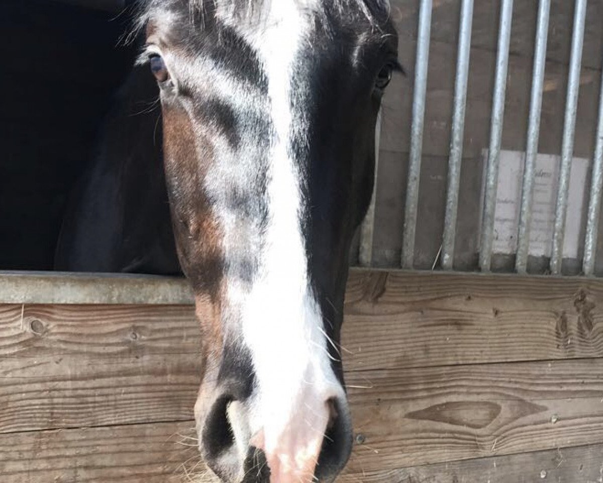 horse Scudetto 3 (Hanoverian, 2015, from Scuderia)