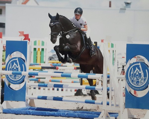jumper Armani K 2 (Oldenburg, 2013, from Amman)