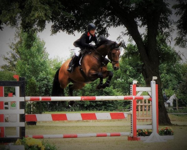 jumper Stanley 174 (German Sport Horse, 2009, from Stalypso)