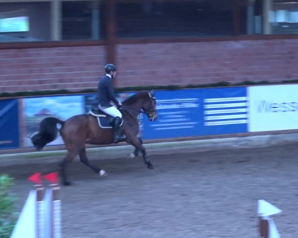Reitturnier Hamburg-Friedrichshulde 2017