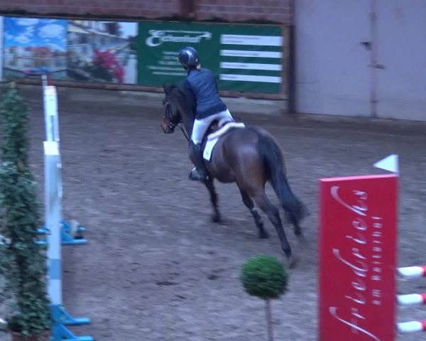 Reitturnier Hamburg-Friedrichshulde 2017