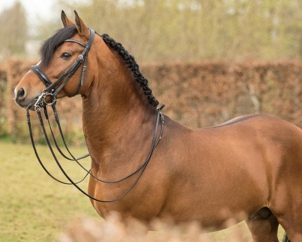 stallion Tongerenhof Peridoot (New Forest Pony, 2002, from Wayland Cranberry)