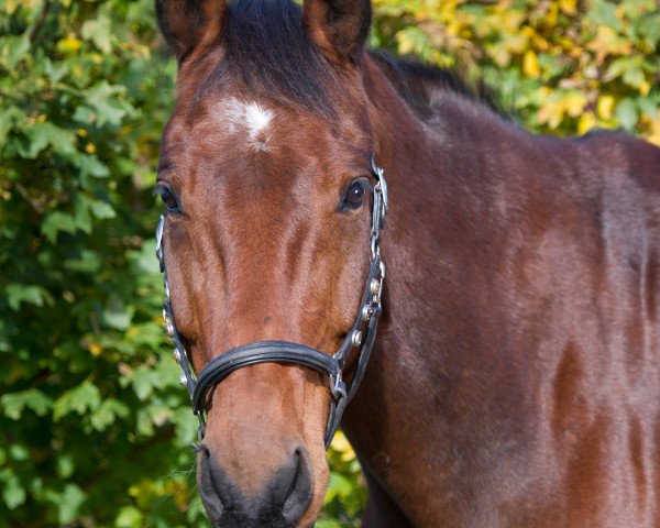 horse Magnus (Hanoverian, 2003, from Montesquieu)