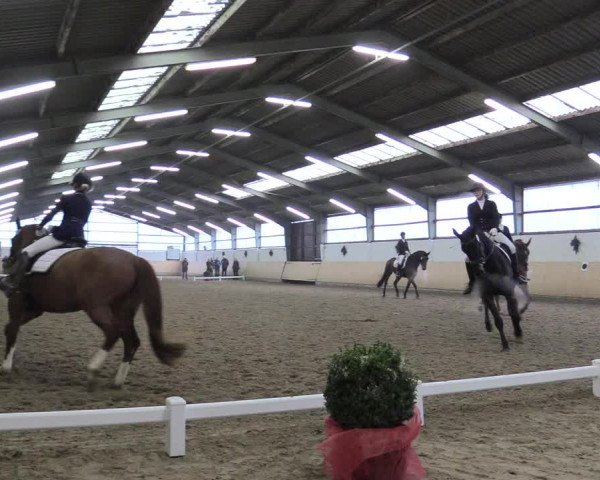 Reitturnier Datteln 2017