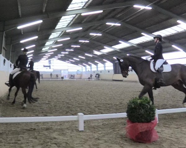 Reitturnier Datteln 2017
