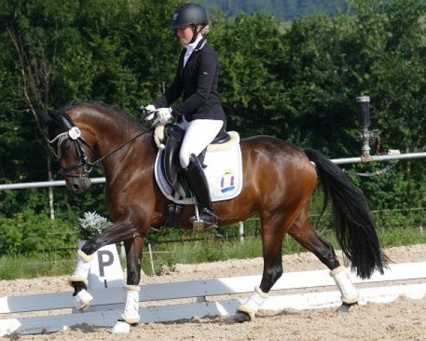 Zuchtstute Ginger Lily (Deutsches Reitpony, 2011, von Bazooka) Zuchtstute Ginger Lily (Deutsches Reitpony, 2011, von Bazooka)
