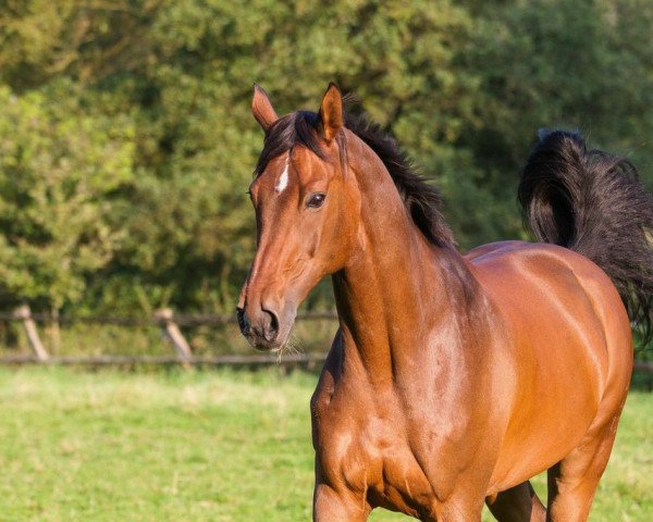dressage horse Noble Day (Hanoverian, 1999, from Noble Roi xx)