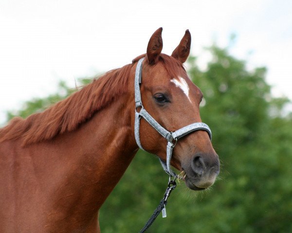 Dressurpferd Lady Karo (unbekannt, 2005)