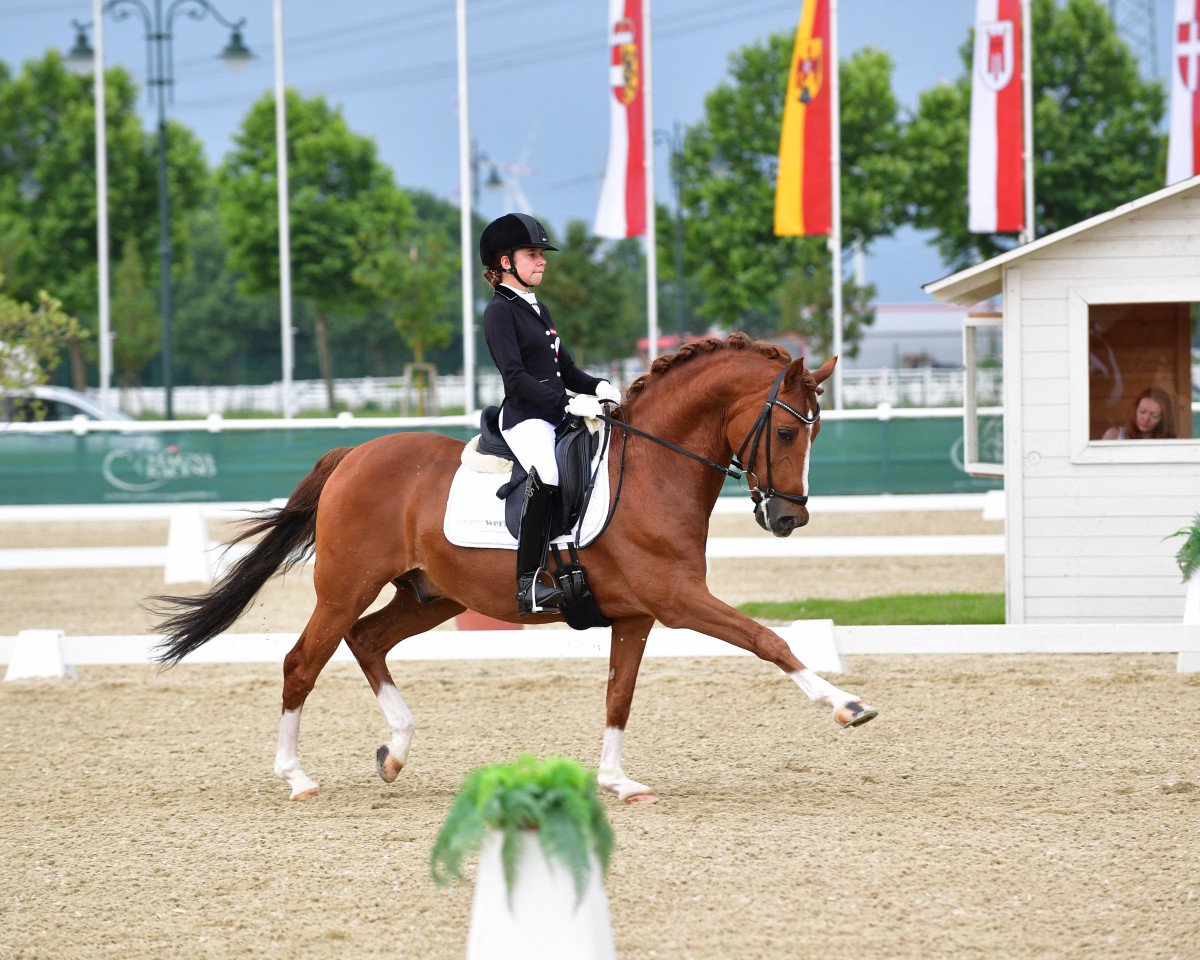 Deckhengst Chantre 31 (Deutsches Reitpony, 2004, von FS Champion de Luxe)