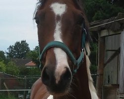 jumper It's a cool guy (Polish Warmblood, 2005, from Romario)