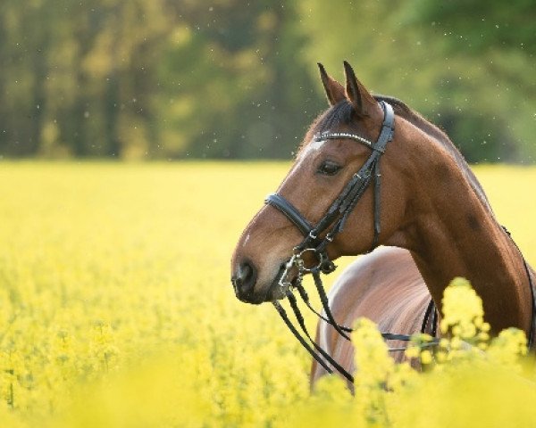 dressage horse Dumont (Hanoverian, 1999, from De Niro)