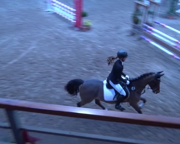 Reitturnier Hamburg-Friedrichshulde 2017