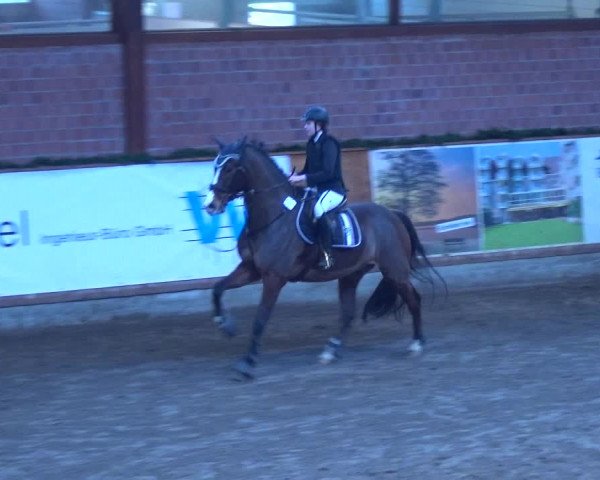 Reitturnier Hamburg-Friedrichshulde 2017