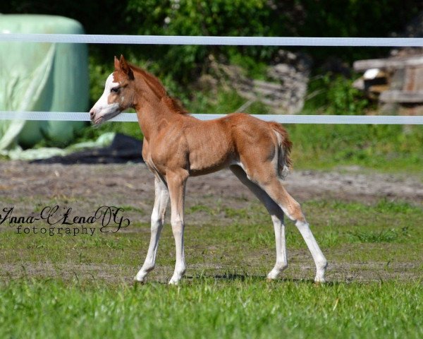 Pferd Soul Made GS (Deutsches Reitpony, 2018, von Diamond Touch NRW)