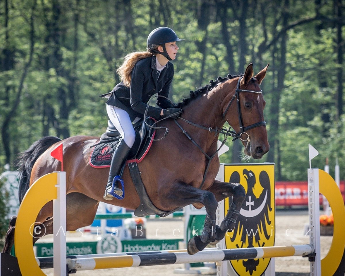 Springpferd Jamais Deux Sans Trois.P (Belgisches Warmblut, 2009, von Quickfeuer van Koekshof)