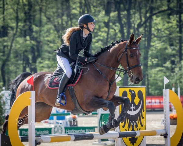 jumper Jamais Deux Sans Trois.P (Belgian Warmblood, 2009, from Quickfeuer van Koekshof)