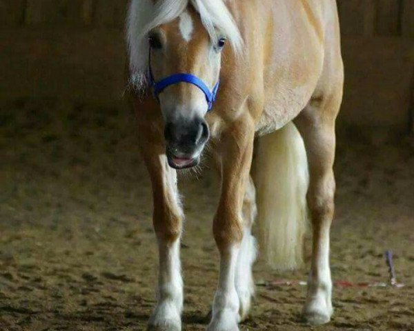 horse Chanell (Haflinger, 2003, from liz. 101/T Amadeus)