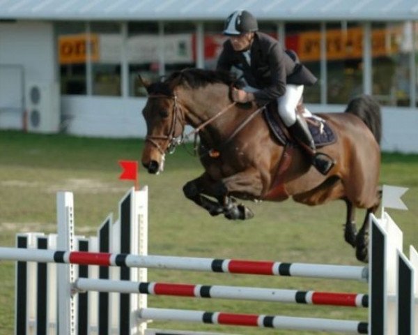 jumper Julia des Brumes (Selle Français, 1997, from Libero H)