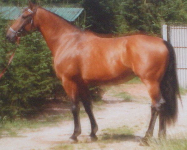 Zuchtstute Sinia (KWPN (Niederländisches Warmblut), 1976, von Pastrocio xx)