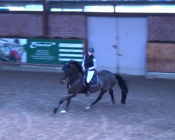 Reitturnier Hamburg-Friedrichshulde 2017