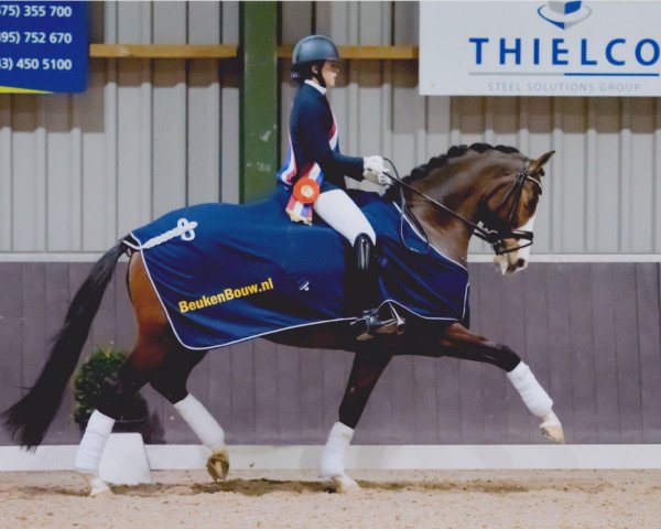 horse Espresso (KWPN (Royal Dutch Sporthorse),  , from Wynton)