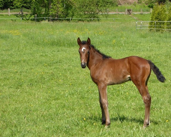horse Zorra TS (Westphalian, 2018, from Zoom)