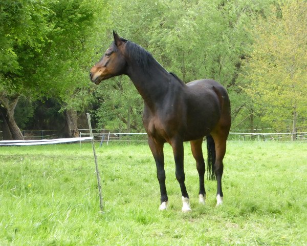 horse Rtl (Westphalian, 2008, from Riccio)