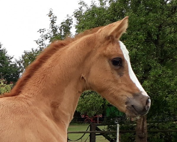 Pferd Camillo (Deutsches Reitpony, 2018, von Kastanienhof Cockney Cracker)