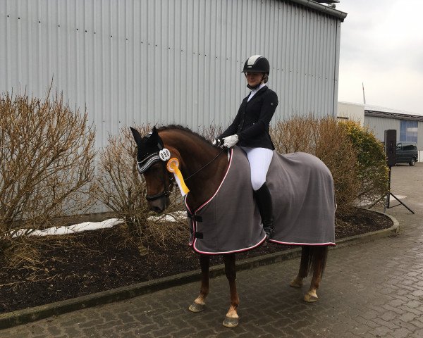 broodmare Dream Lady 22 (German Riding Pony, 2010, from Cappuccino)