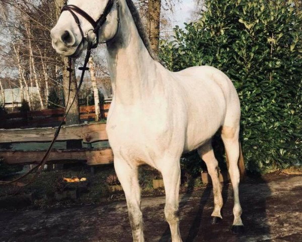 broodmare Misses M (German Sport Horse, 2007, from Mr. Mc)