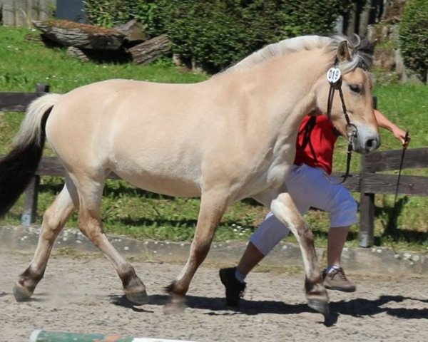 horse Adèle (Fjord Horse, 2014, from Kjartan) horse Adèle (Fjord Horse, 2014, from Kjartan)