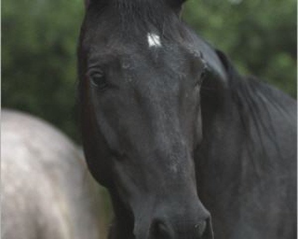 Fattrice Felicia 53 (Hannoveriano, 2002, di Fürst Heinrich) Fattrice Felicia 53 (Hannoveriano, 2002, di Fürst Heinrich)
