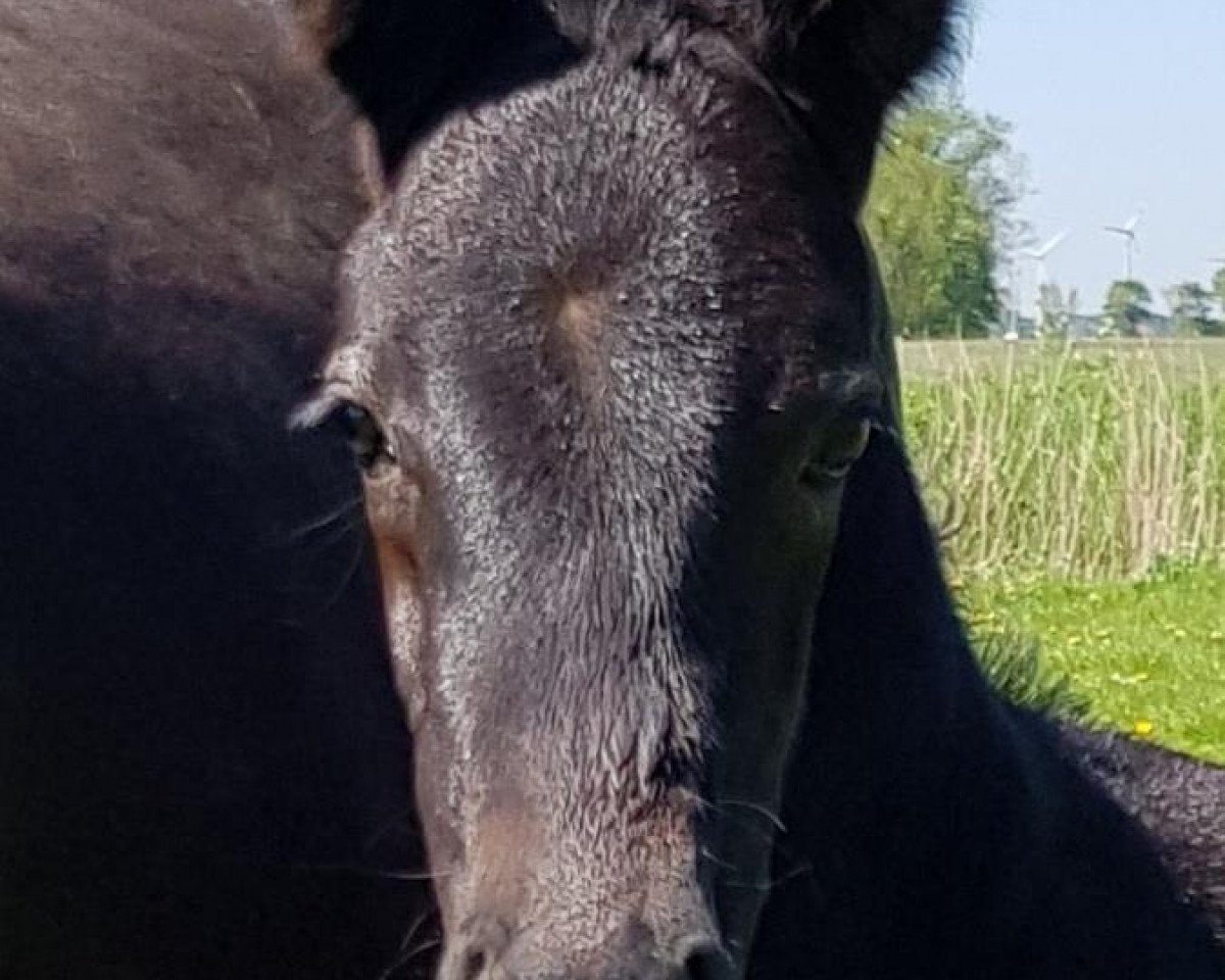 Pferd Ka Te (Hannoveraner, 2018, von Diacontinus)