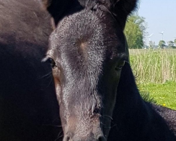 horse Ka Te (Hanoverian, 2018, from Diacontinus)