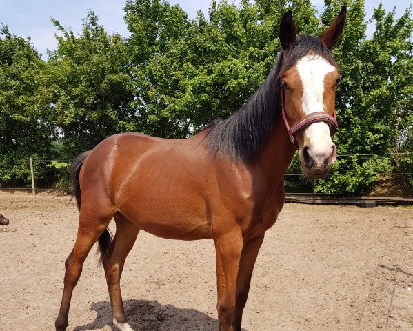 broodmare Baroness (Oldenburg show jumper, 2017, from Bentley van de Heffinck)