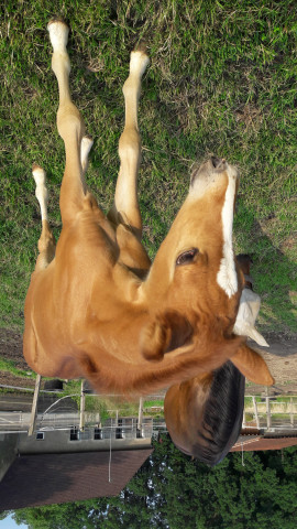 Pferd Hengst von Cosmopolitan D / Puccini (Deutsches Reitpony, 2018, von Cosmopolitan NRW)