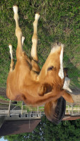 Pferd Hengst von Cosmopolitan D / Puccini (Deutsches Reitpony, 2018, von Cosmopolitan NRW)