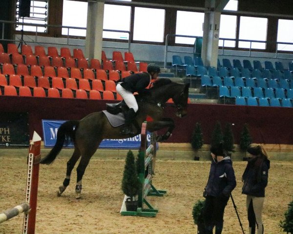 Springpferd Perpino (Hannoveraner, 2001, von Perpignon) Springpferd Perpino (Hannoveraner, 2001, von Perpignon)