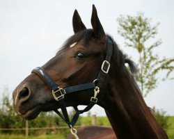 dressage horse Sarotti 71 (Westphalian, 2011, from Sarkozy 3)