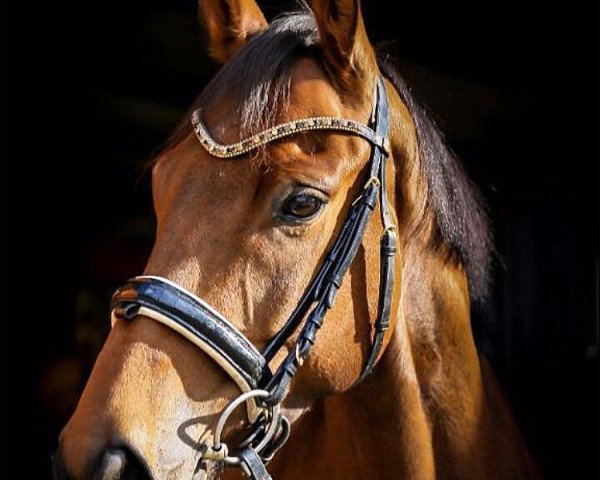 Dressurpferd Le Beau 68 (Hannoveraner, 2011, von Lauries Crusador xx)