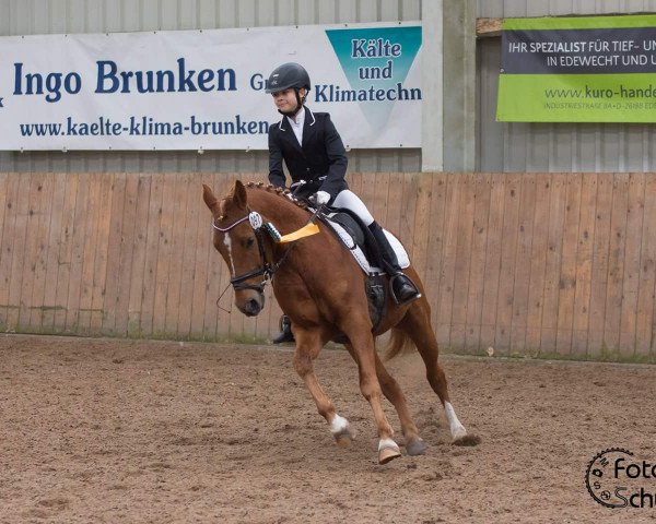 dressage horse Dressed in Gold (German Riding Pony, 2007, from Don Pedro)
