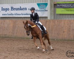 dressage horse Dressed in Gold (German Riding Pony, 2007, from Don Pedro)